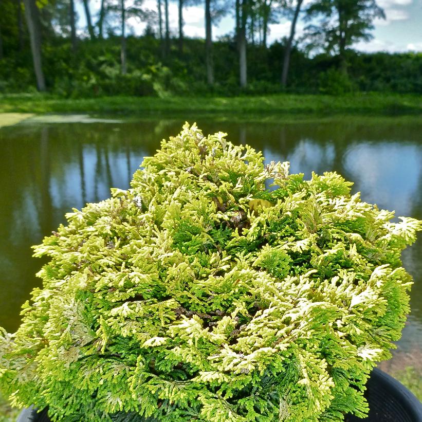 Golden Dwarf Hinoki Falsecypress