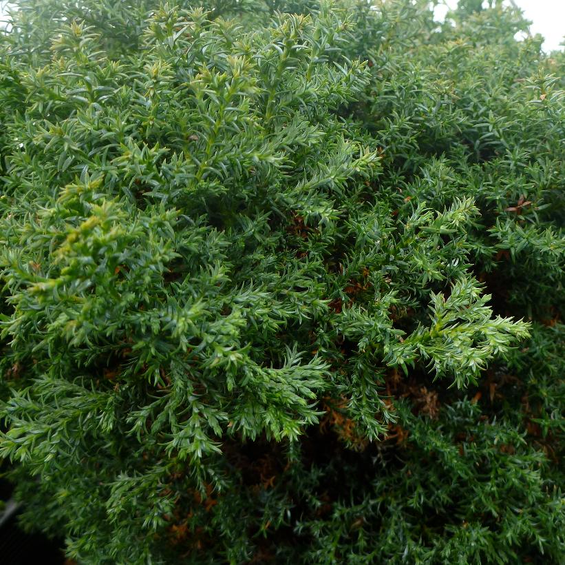 Split Rock Hinoki Falsecypress