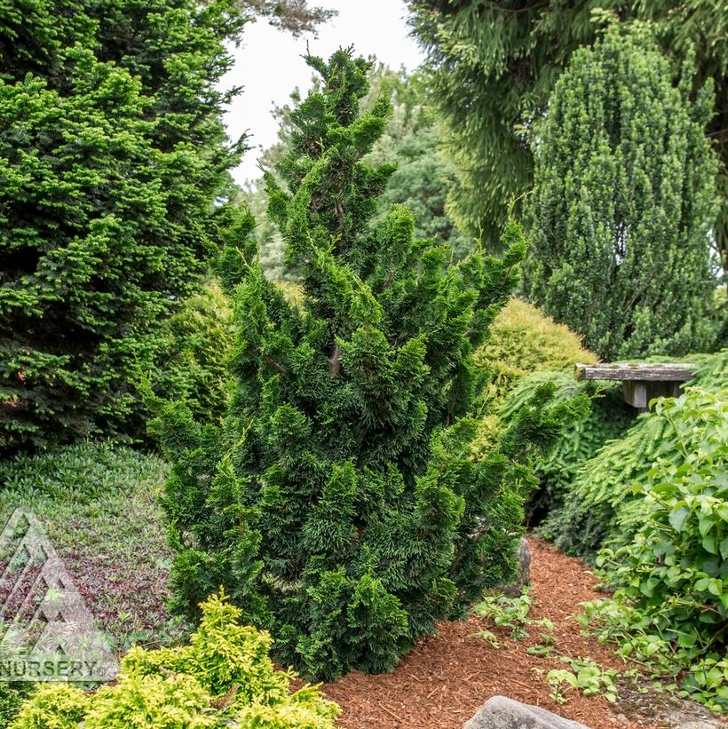 Thoweil Hinoki Falsecypress