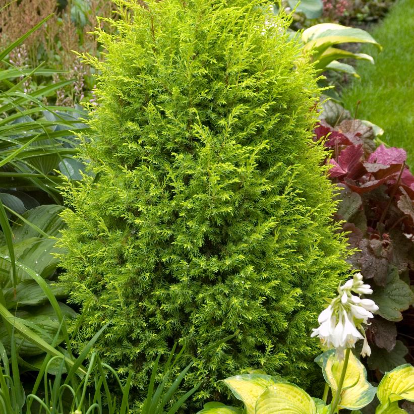 Gold Cone Juniper
