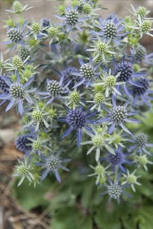 Blue Sea Holly, Flat Sea Holly