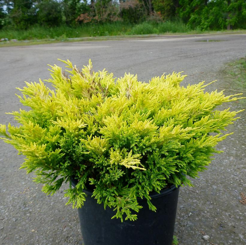 Limeglow Creeping Juniper