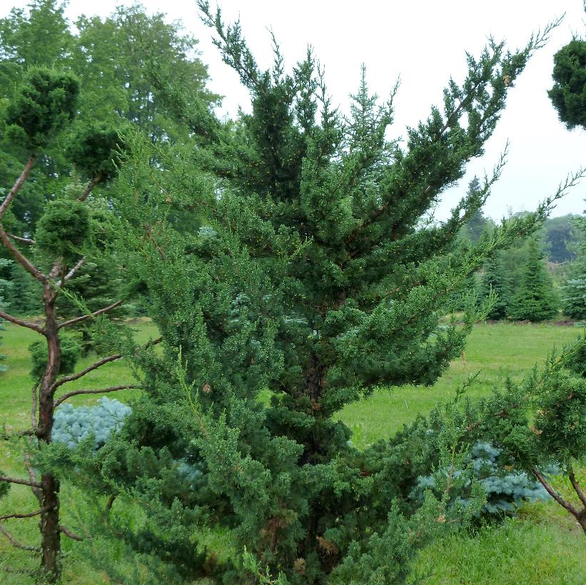 Robusta Green Juniper