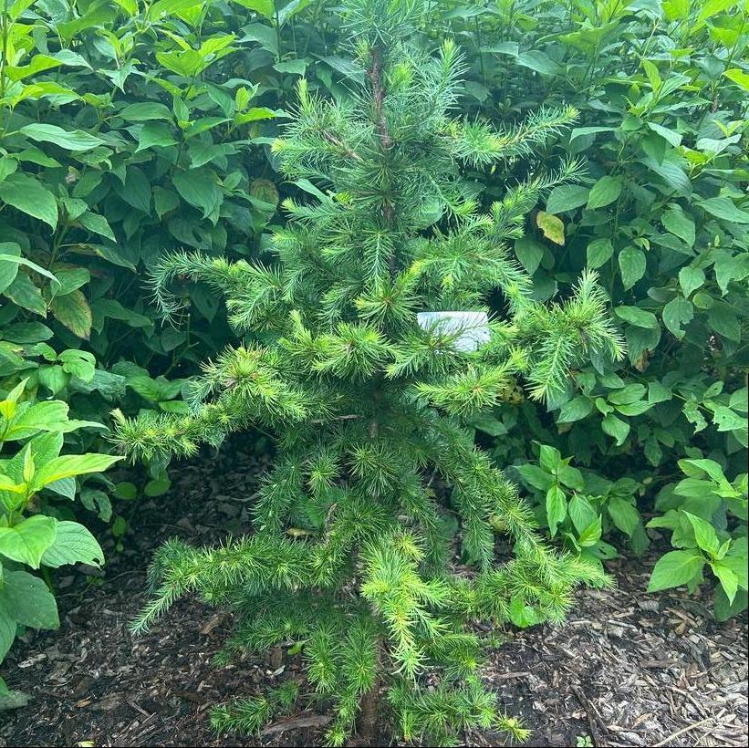 Little Bogle European Larch
