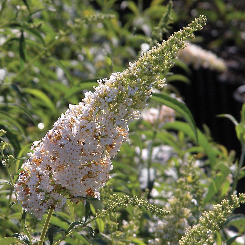 White Profusion Butterfly Bush
