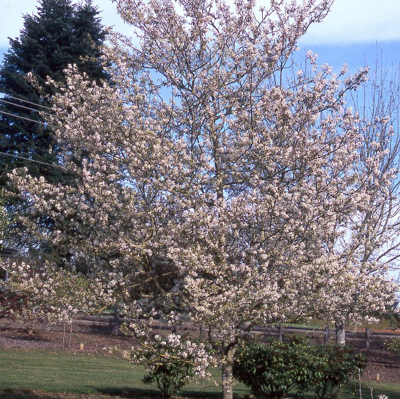 Princess Diana Serviceberry