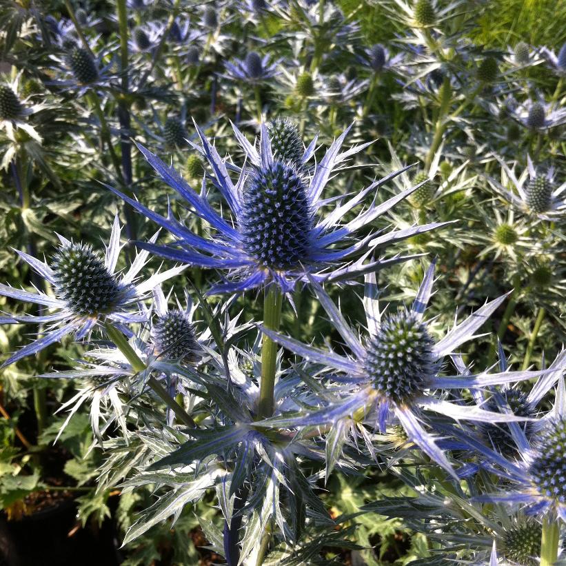 Sea Holly
