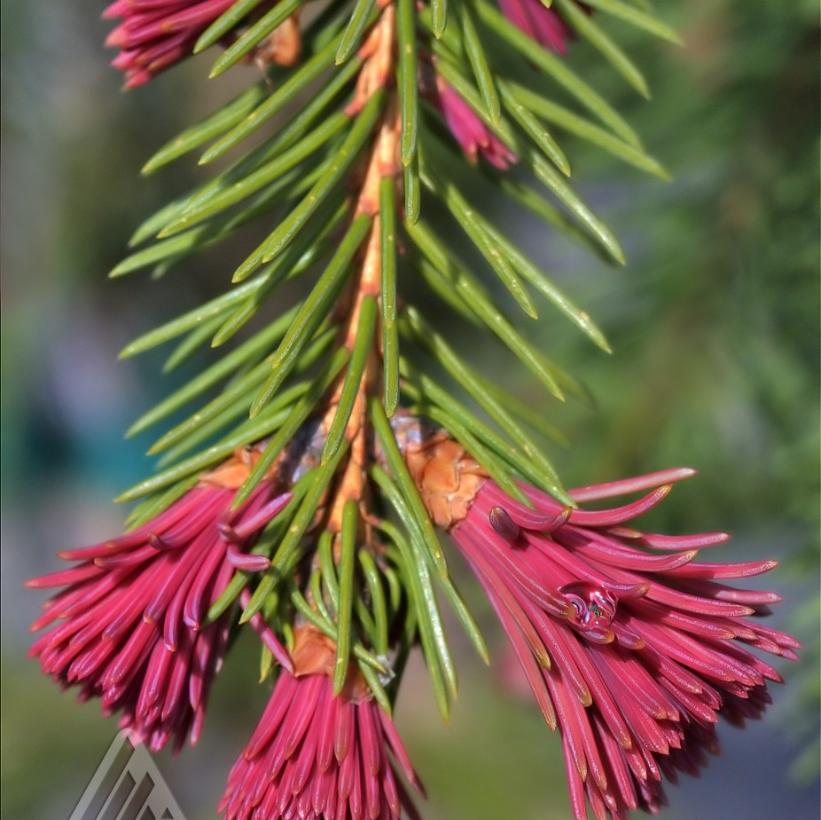 Red-tipped Norway Spruce