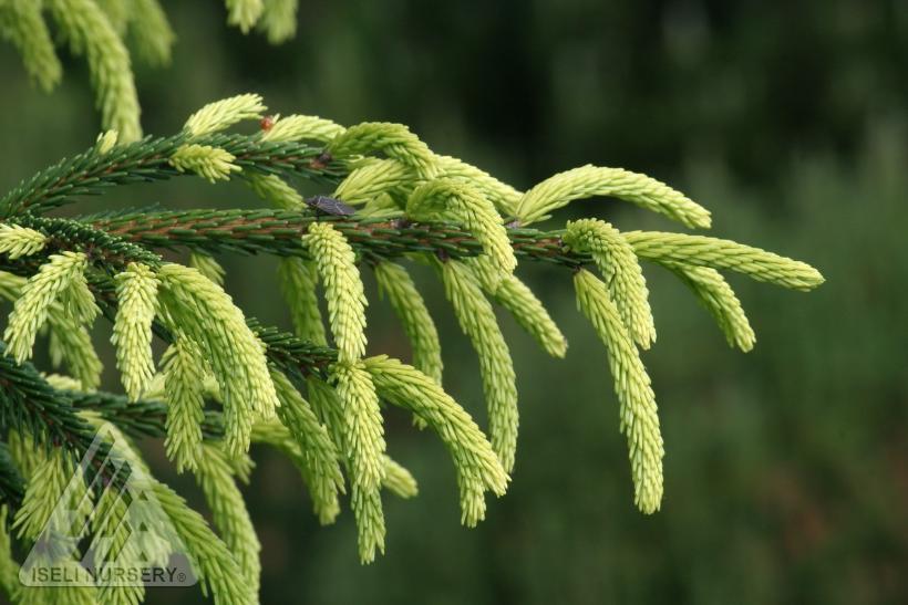 Early Gold Caucasian Spruce, Early Gold Oriental Spruce