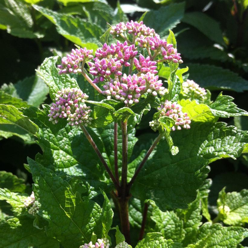 Little Joe Joe Pye Weed, Boneset