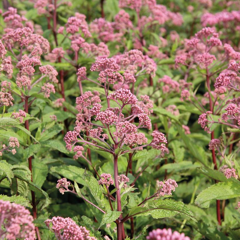 Atropurpureum Joe Pye Weed, Boneset