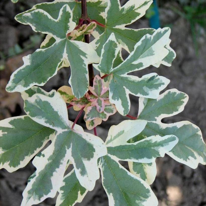 Carnival Hedge Maple