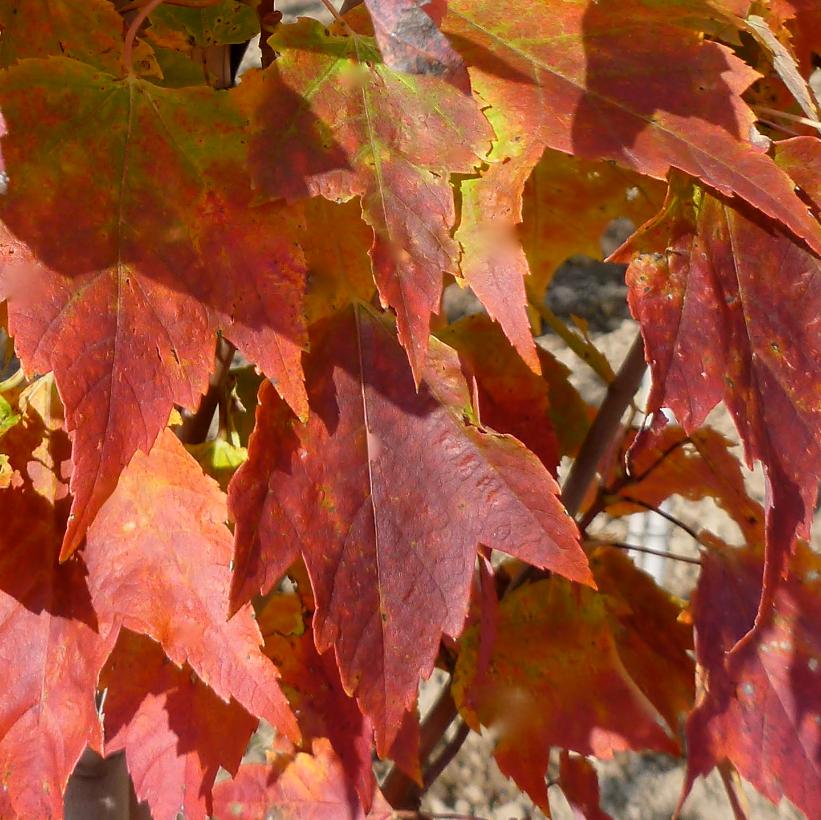 Red Rocket Maple