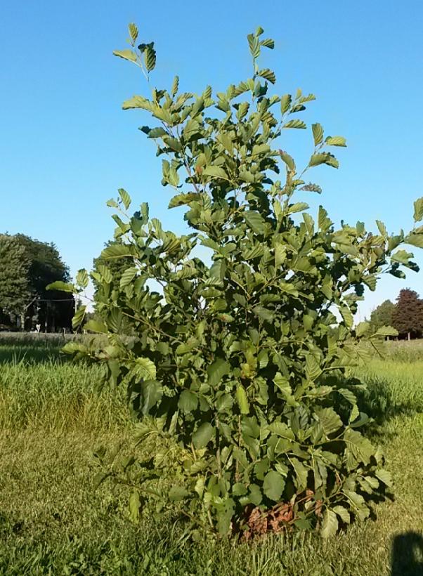 Speckled Alder
