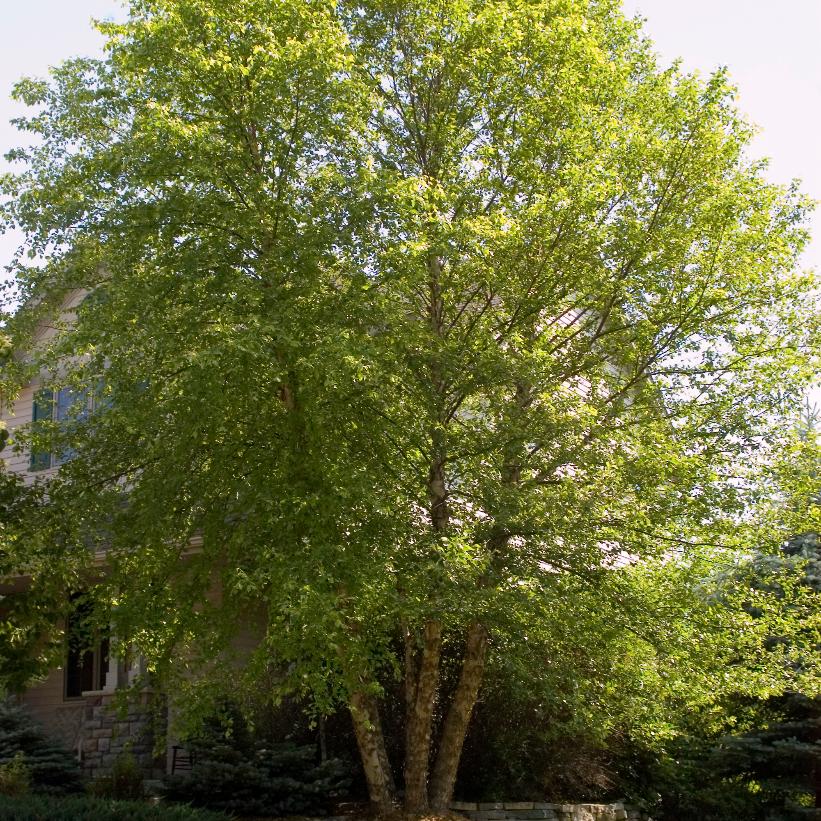 Heritage® River Birch