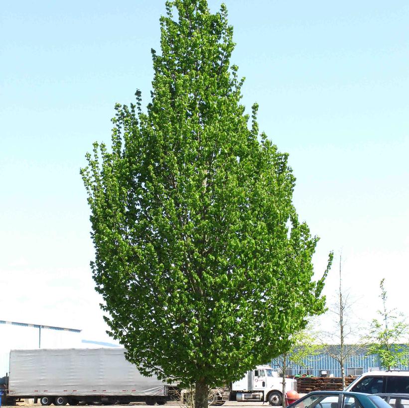 Emerald Avenue® Hornbeam