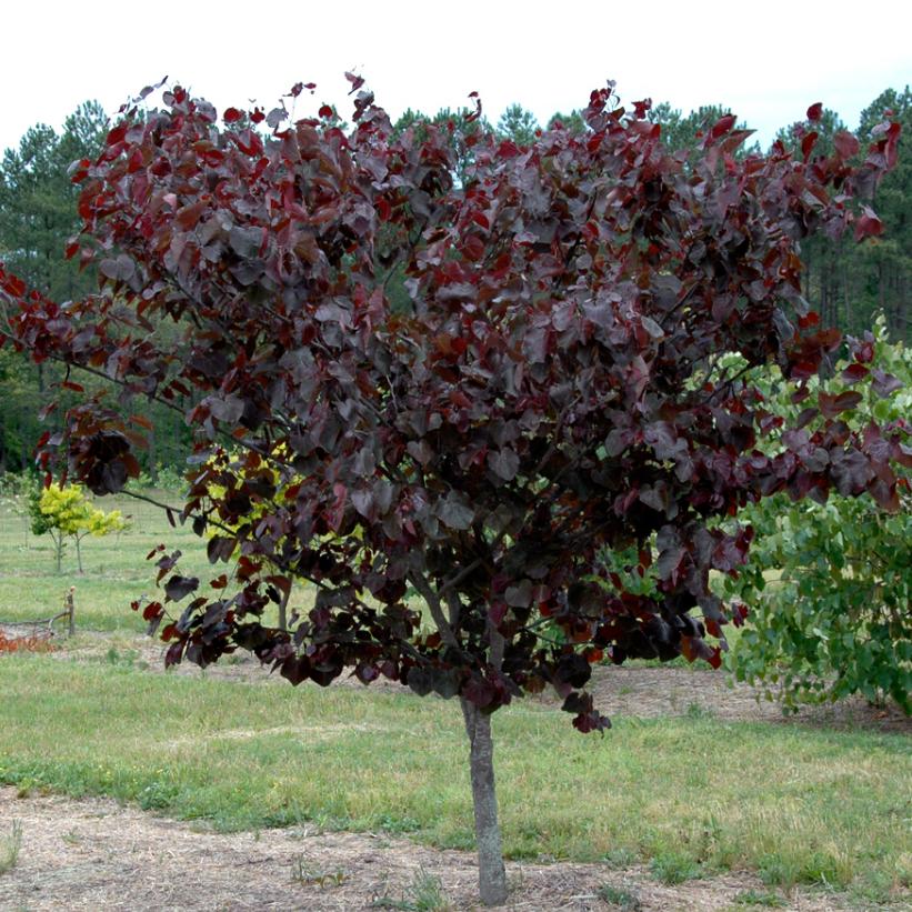 Merlot Eastern Redbud