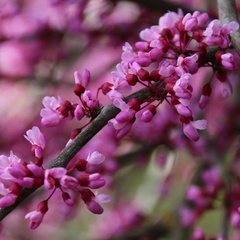 Pink Heartbreaker Redbud