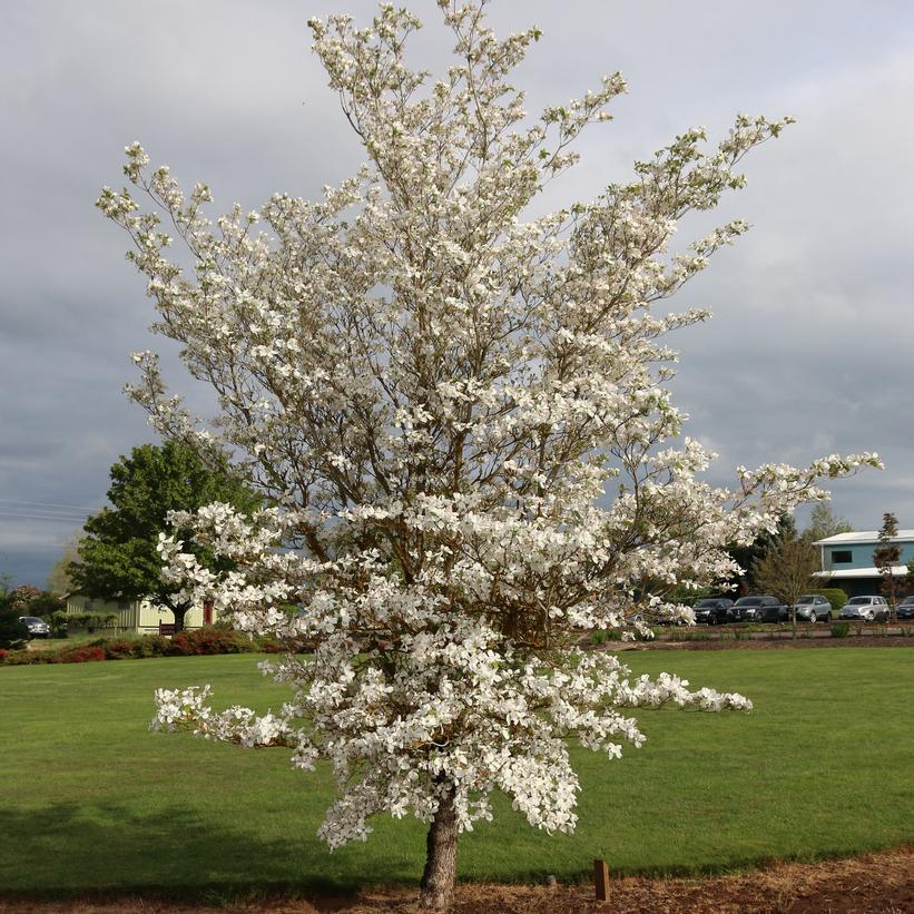 Cherokee Princess Dogwood