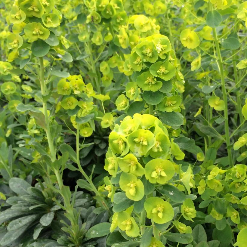 Leather Leaf Spurge, Mrs. Robb&
