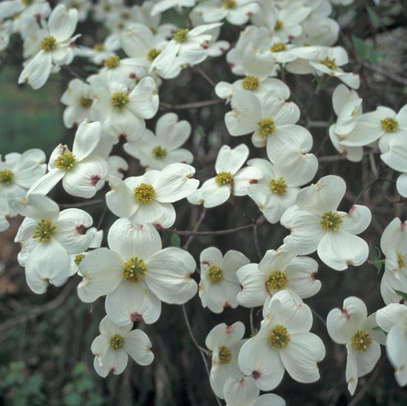 Cloud Nine Dogwood, Cloud Nine Dogwood - Cornus florida &