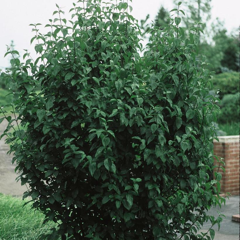 Golden Glory Cornelian-cherry Dogwood