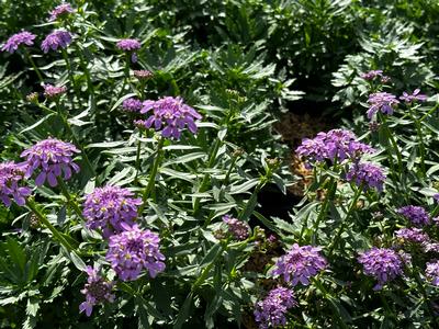 Mermaid Lavender Candytuft
