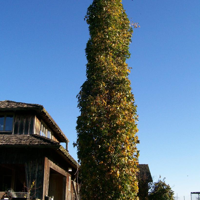 Slender Silhouette Sweetgum, Columnar Sweet Gum