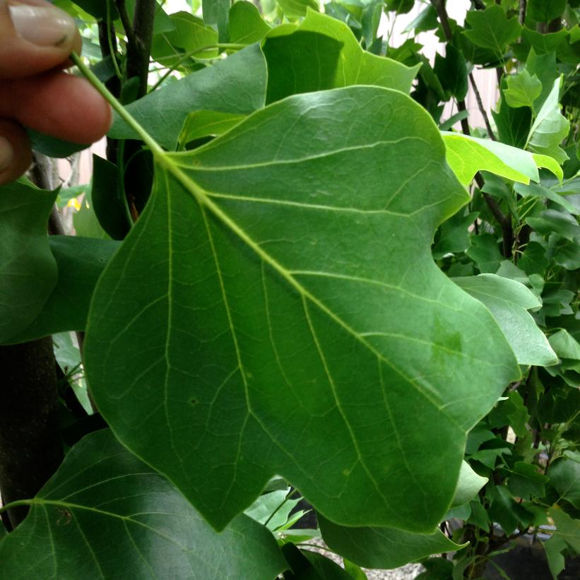 Arnold Tulip Tree