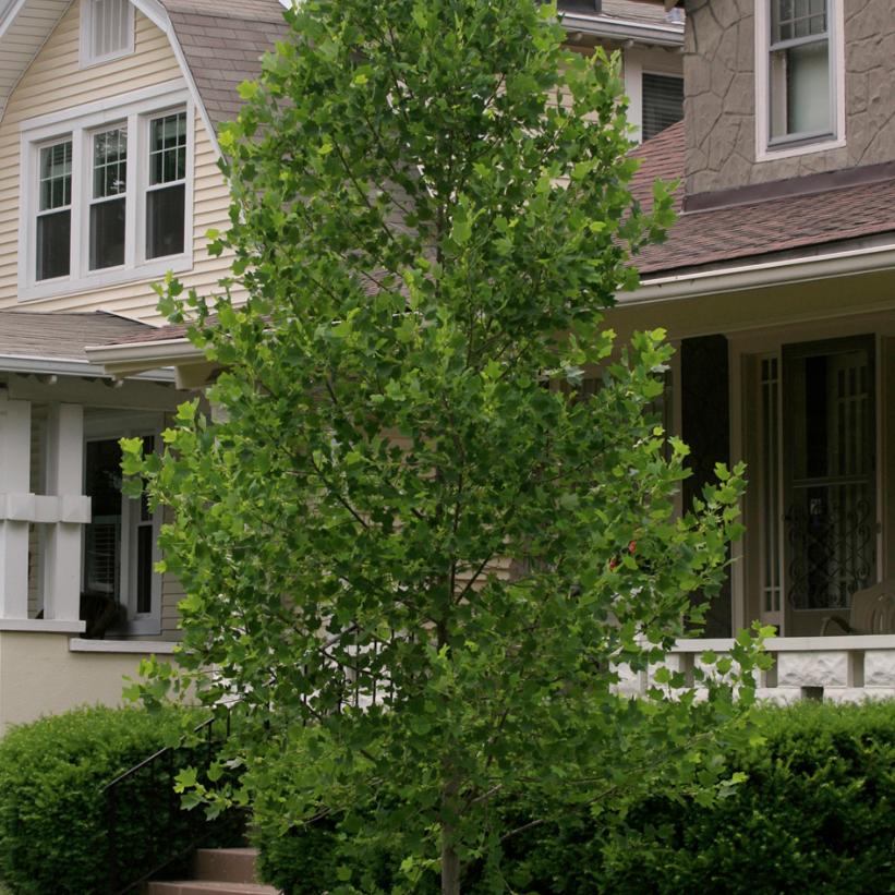 Little Volunteer Tulip Tree