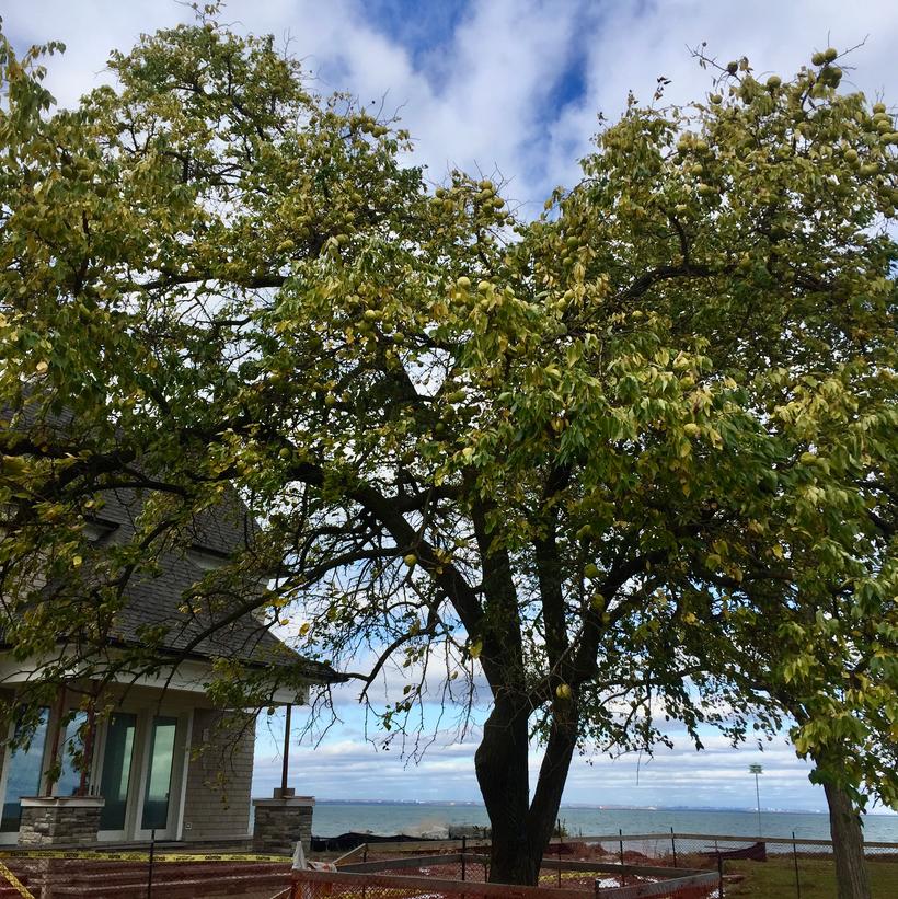 Osage Orange