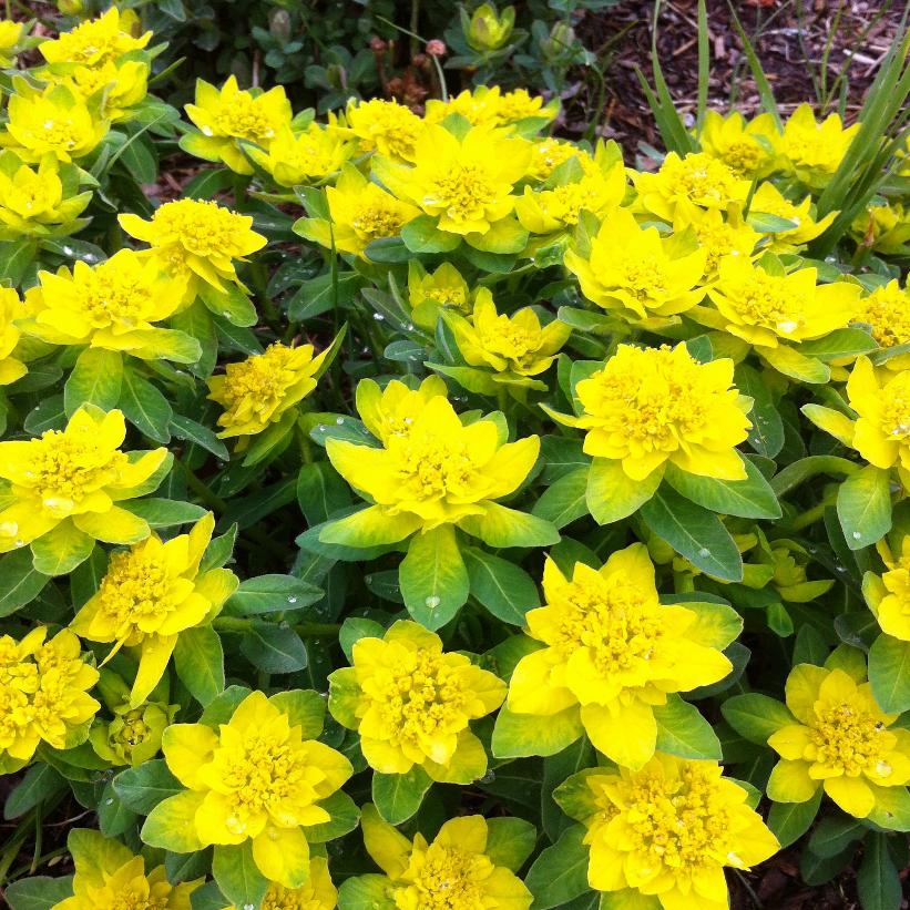 Cushion Spurge, Chrome Spurge