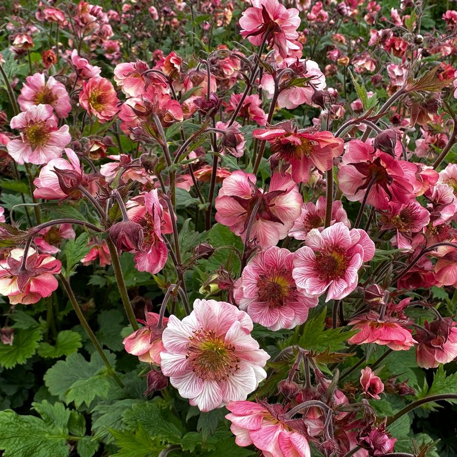 Geum, Avens