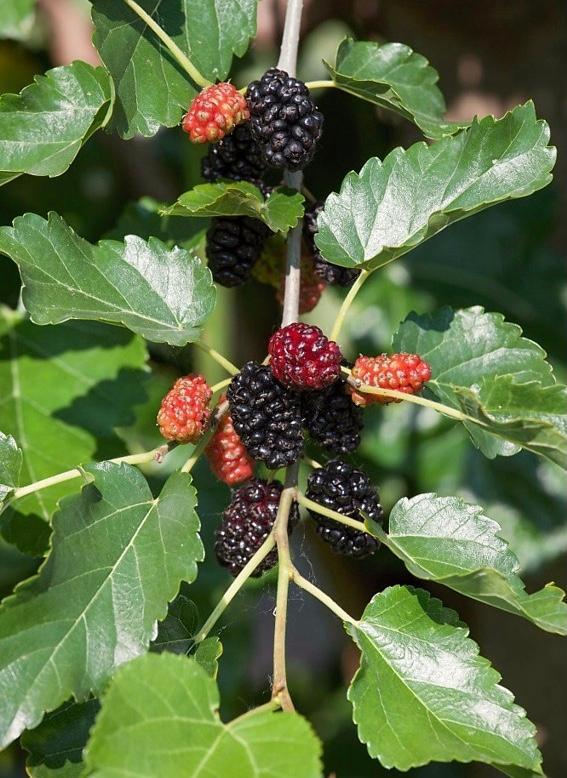 Weeping Fruiting Mulberry
