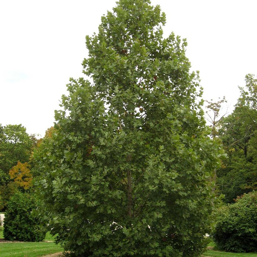 Exclamation!™ Planetree