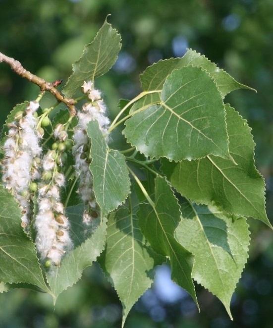 Eastern Cottonwood