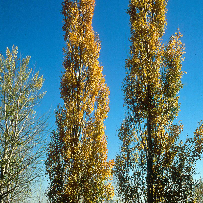 Swedish Upright Aspen, Columnar Swedish Aspen
