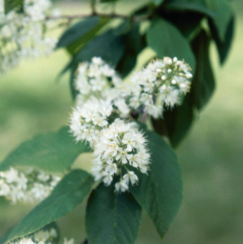 Manchurian Cherry, Amur Cherry, Amur Chokecherry
