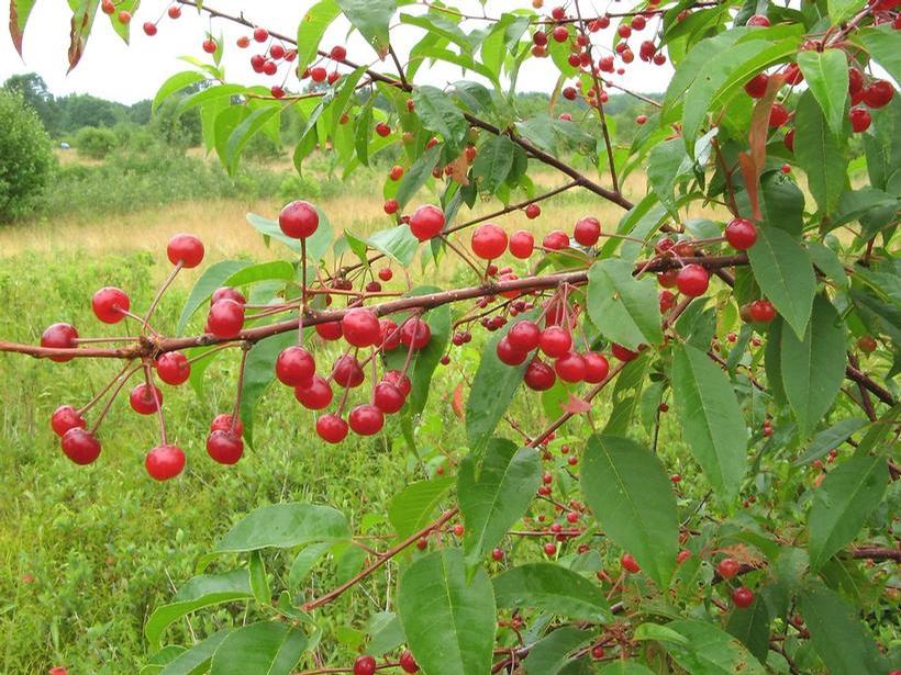 Pin Cherry, Fire Cherry, Bird Cherry