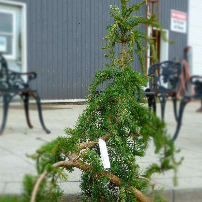 Uncle Fogy Jack Pine