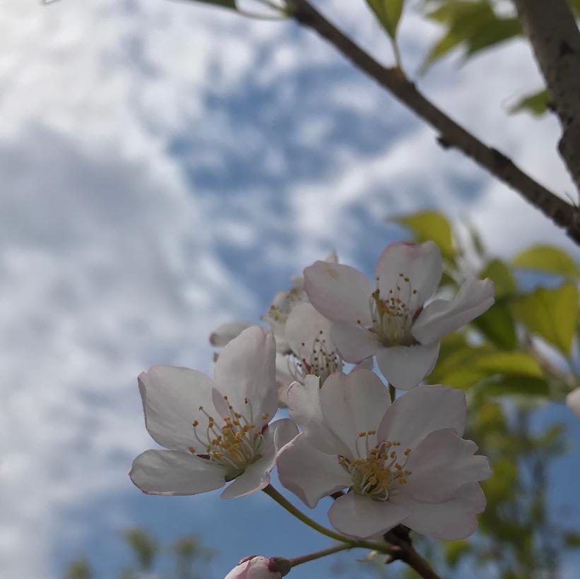 Daybreak Yoshino Cherry