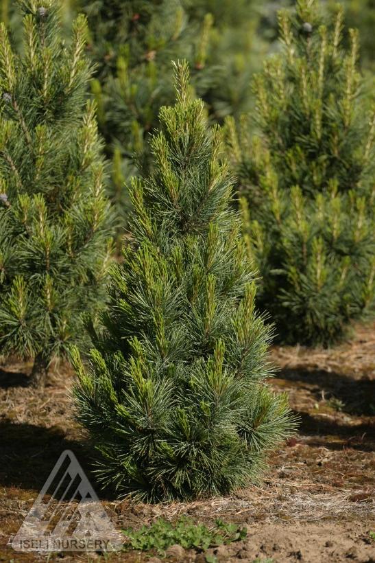 Blue Mound Swiss Stone Pine