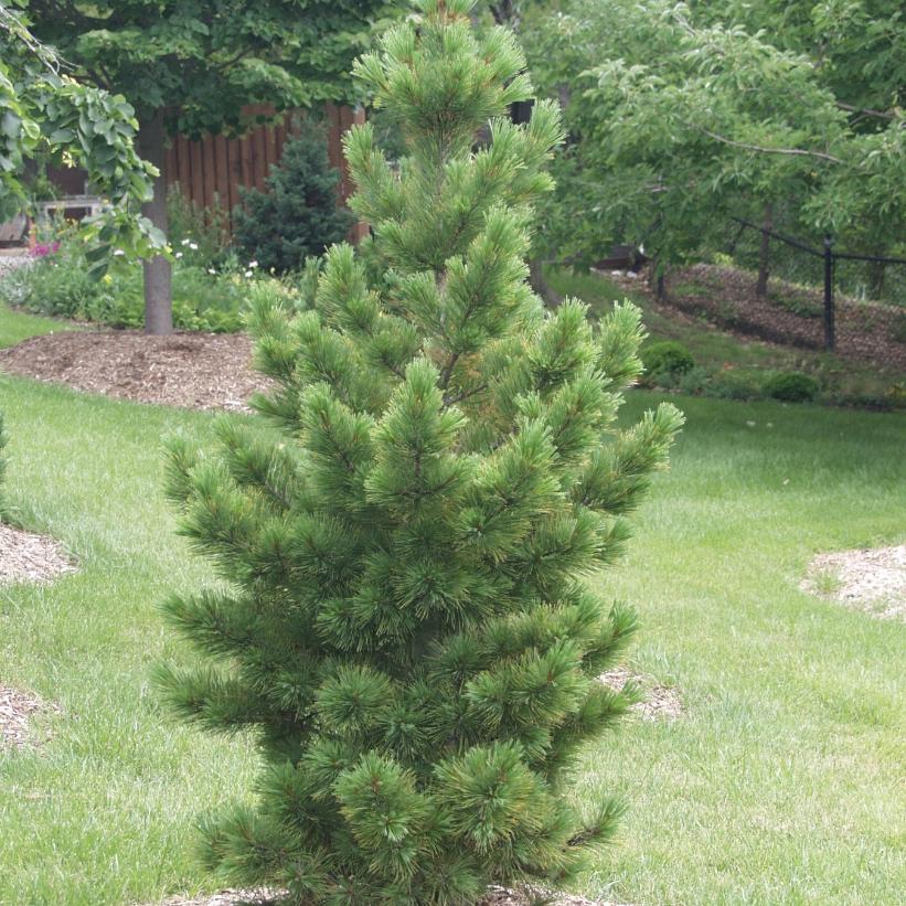 Blue Swiss Stone Pine