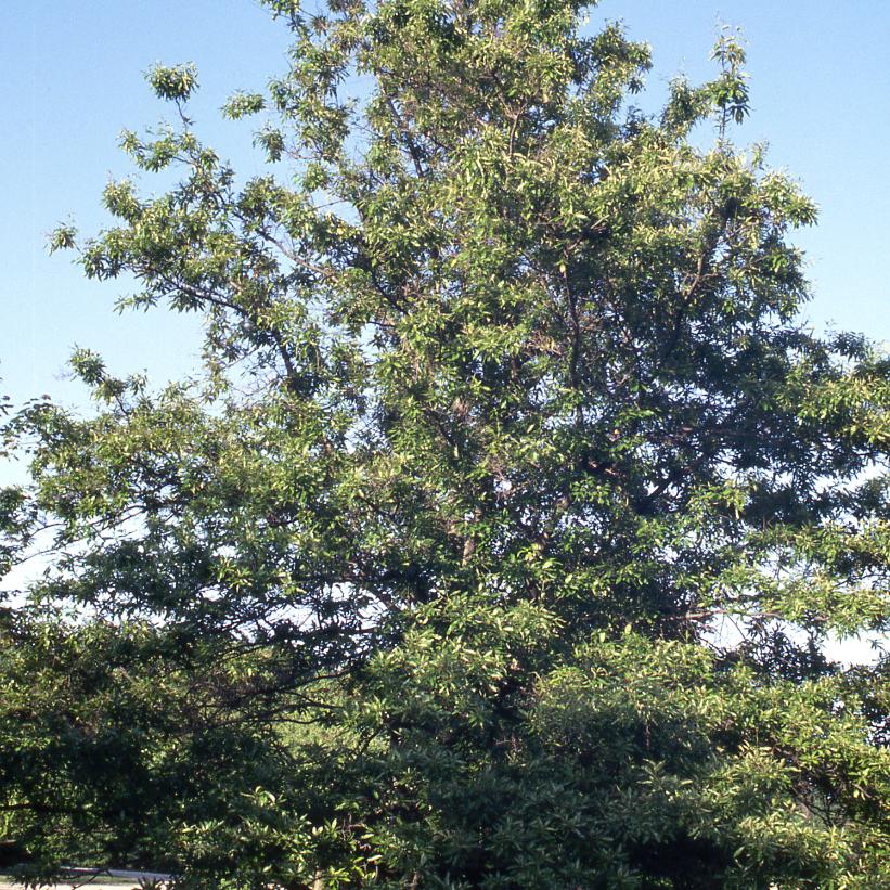 Shingle Oak