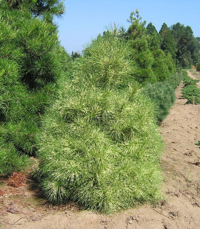 Golden Ghost Japanese Red Pine - Pinus densiflora &