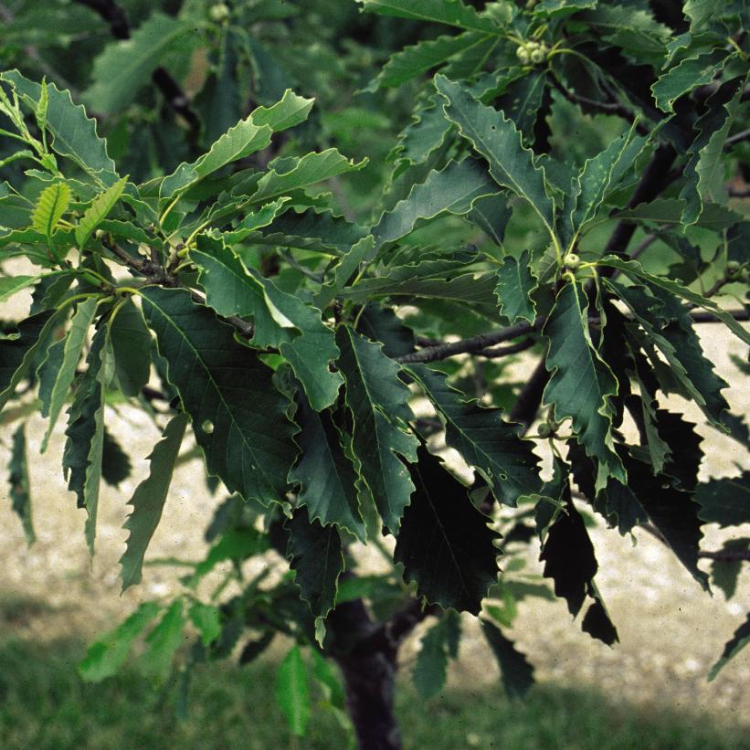 Chinkapin Oak, Chinquapin Oak, Yellow Chestnut Oak, Yellow Oak