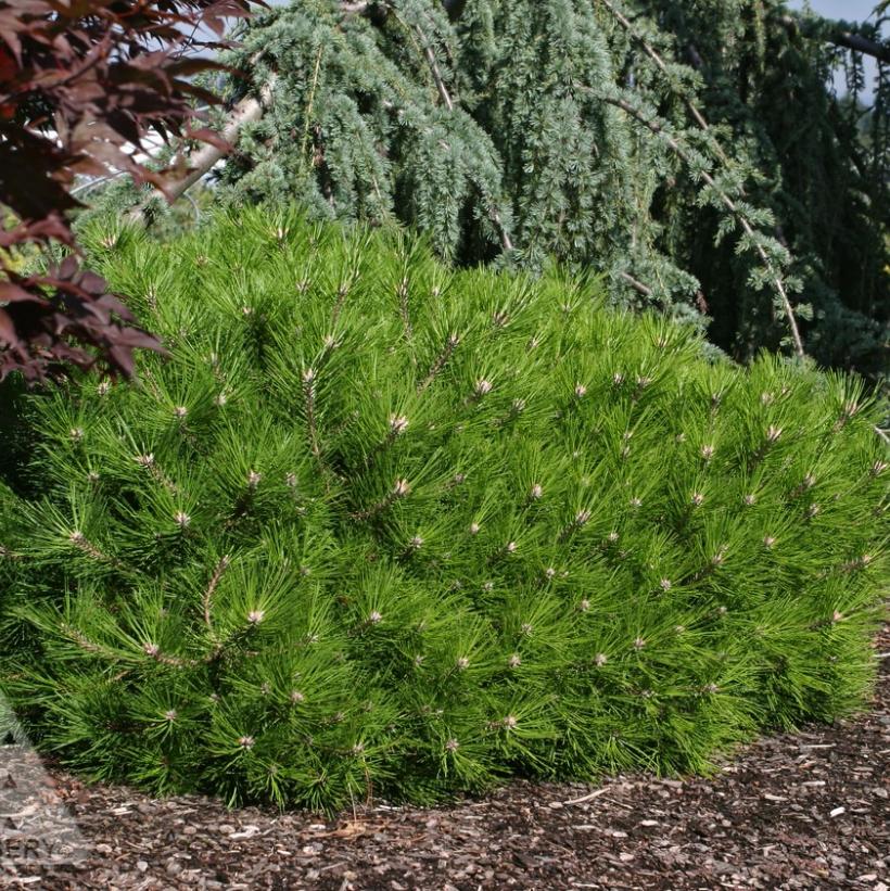 Low Glow Japanese Red Pine