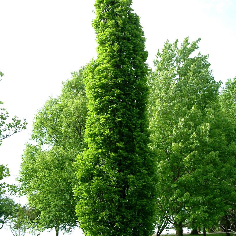 Kindred Spirit® Oak