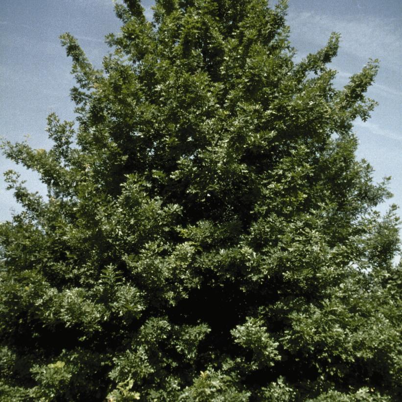 Shumard Oak, Spotted Oak