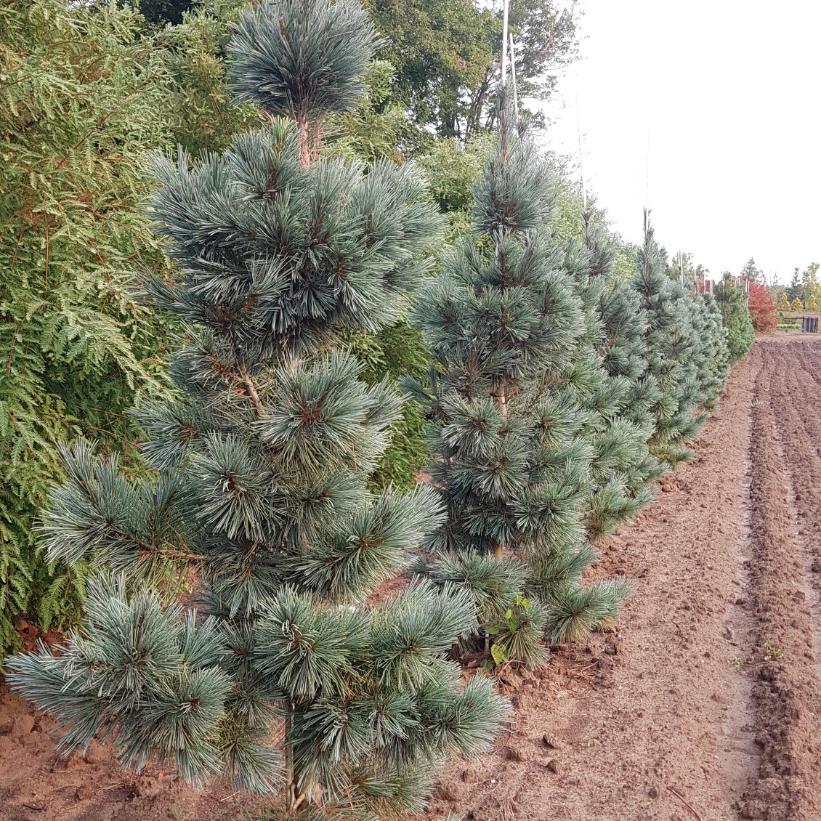 Extra Blue Limber Pine